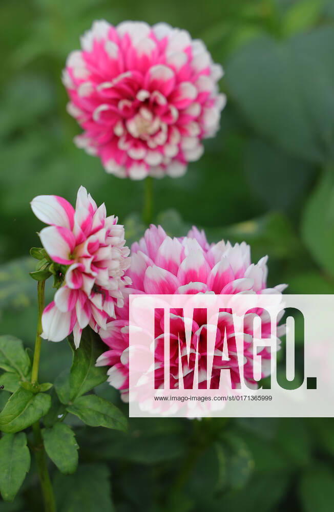 Deutschland, NRW, Blumenzucht, Pflanzen, Schnittblumen, Pink-weiße Dahlien auf einem Feld, Dahlie NRW Deutschland