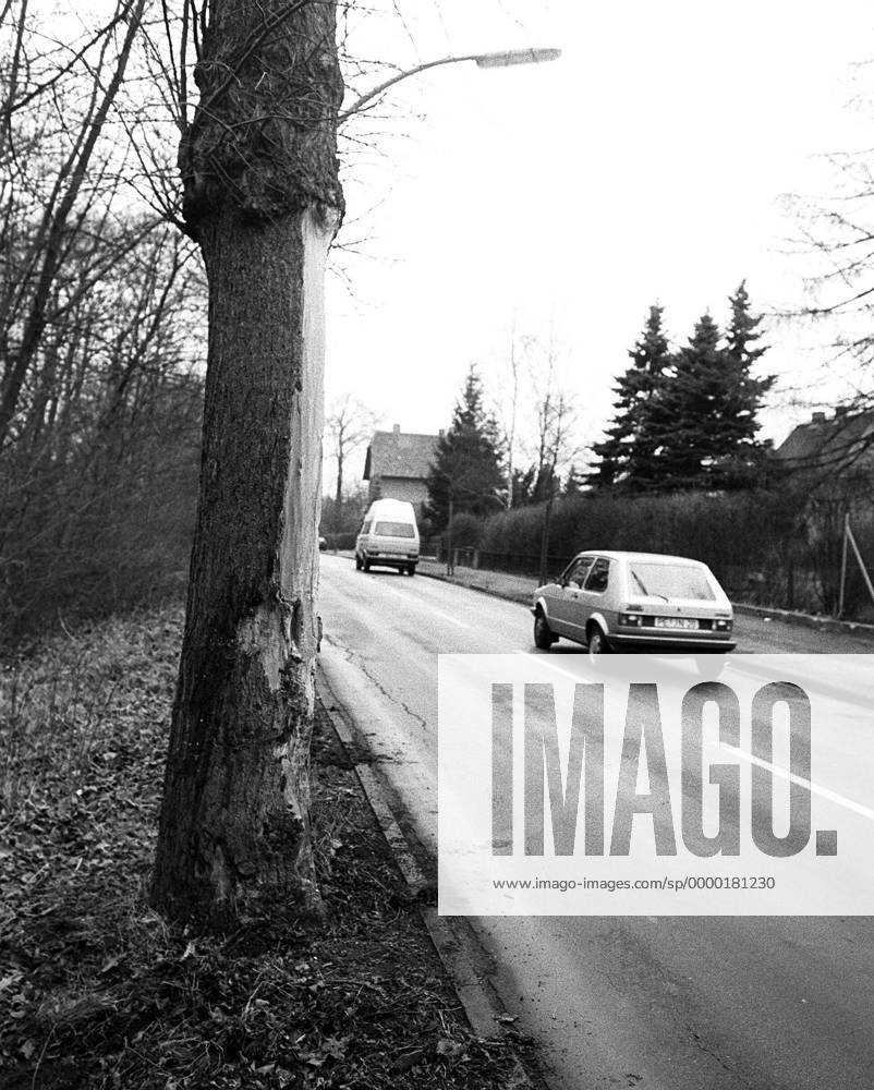 Unglücksbaum an einer Straße in Braunschweig-Querum, an dem Lutz Eigendorf (Eintracht Braunschweig) tödlich verunglückte Fußball 1. BL Herren Saison 1982 1983, Eintracht Braunschweig, Unfall, Unglück, Autounfall, Todesfall, Tod, Einzelbild Braunschweig