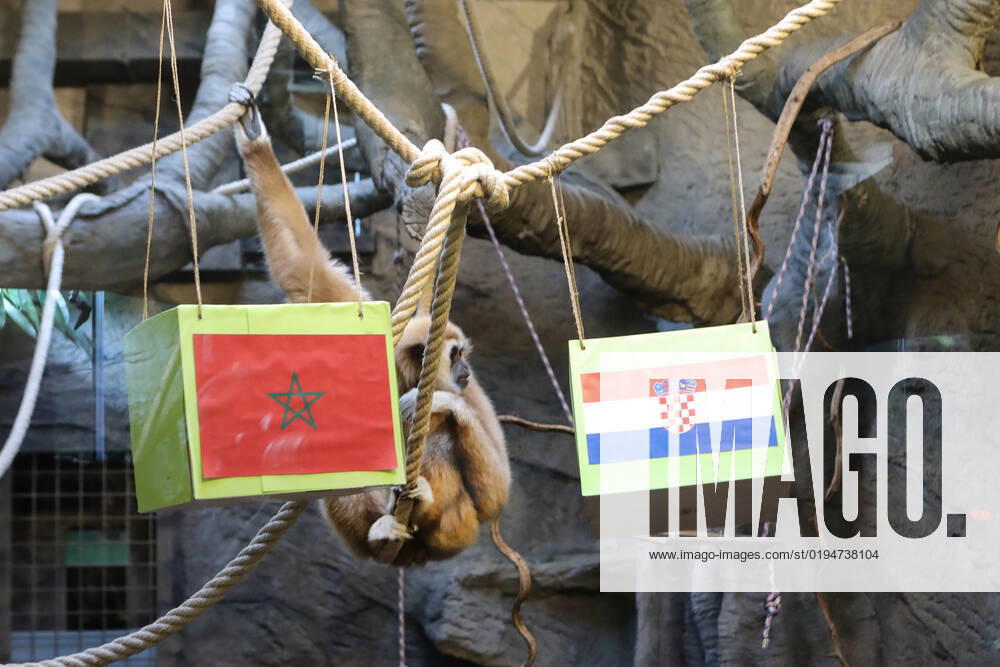 FIFA WM 2022, Orakel Gibbon Kent aus dem Zoo Zagreb tippt Marokko gegen Kroatien Gibbon Kent chose the winner of the World Cup match Gibbon Kent chose the winner of the World Cup match between Croatia and Morocco, in his enclosure at the Zagreb Zoo, in Zagreb, Croatia, on November 22, 2022, TomislavxMiletic PIXSELL