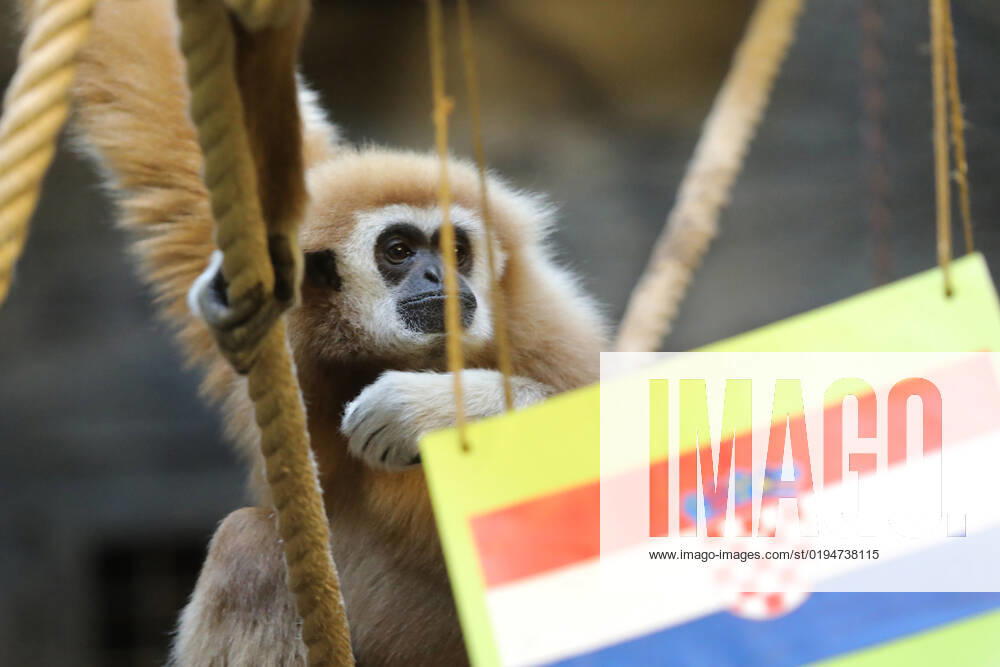 FIFA WM 2022, Orakel Gibbon Kent aus dem Zoo Zagreb tippt Marokko gegen Kroatien Gibbon Kent chose the winner of the World Cup match Gibbon Kent chose the winner of the World Cup match between Croatia and Morocco, in his enclosure at the Zagreb Zoo, in Zagreb, Croatia, on November 22, 2022, TomislavxMiletic PIXSELL