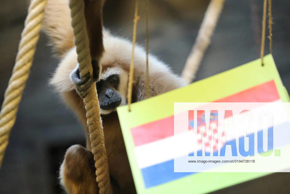 FIFA WM 2022, Orakel Gibbon Kent aus dem Zoo Zagreb tippt Marokko gegen Kroatien Gibbon Kent chose the winner of the World Cup match Gibbon Kent chose the winner of the World Cup match between Croatia and Morocco, in his enclosure at the Zagreb Zoo, in Zagreb, Croatia, on November 22, 2022, TomislavxMiletic PIXSELL