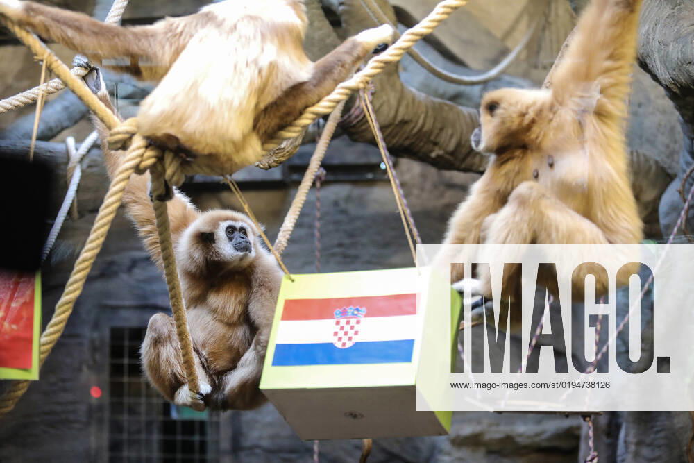 FIFA WM 2022, Orakel Gibbon Kent aus dem Zoo Zagreb tippt Marokko gegen Kroatien Gibbon Kent chose the winner of the World Cup match Gibbon Kent chose the winner of the World Cup match between Croatia and Morocco, in his enclosure at the Zagreb Zoo, in Zagreb, Croatia, on November 22, 2022, TomislavxMiletic PIXSELL
