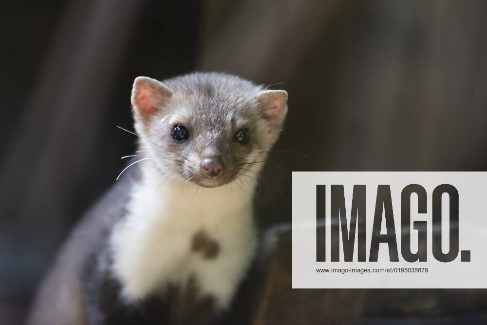 Steinmarder,Martes foina, Stone Marten Steinmarder,Martes foina, Stone Marten