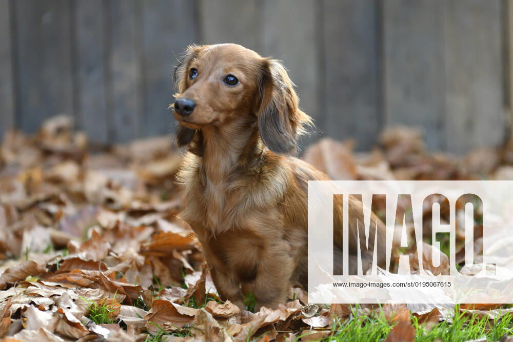 Langhaardackel, Langhaar-Dackel, Langhaarteckel, Langhaar-Teckel, Teckel, Dachshund (Canis lupus f. familiaris), junge Rottiger-Huendin sitzt im Herbstlaub, Deutschland Long-haired Dachshund, Long-haired sausage dog, domestic dog (Canis lupus f. familiaris), young red dapple she-dog sitting in autumn foliage, Germany BLWS676583