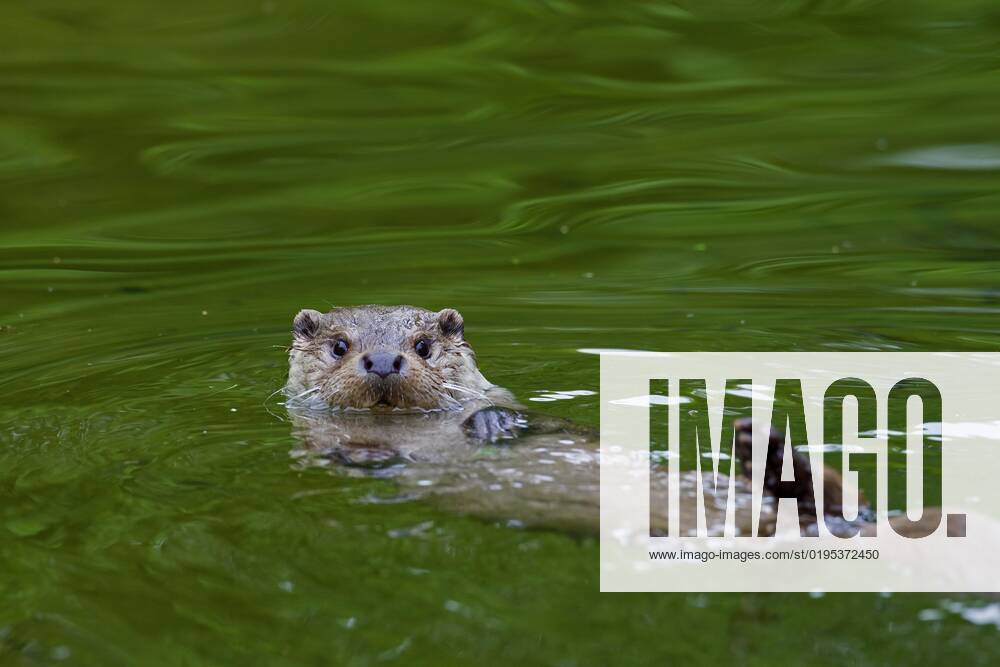 Europäischer Flussotter (Lutra lutra) schwimmt auf dem Rücken im Fluss