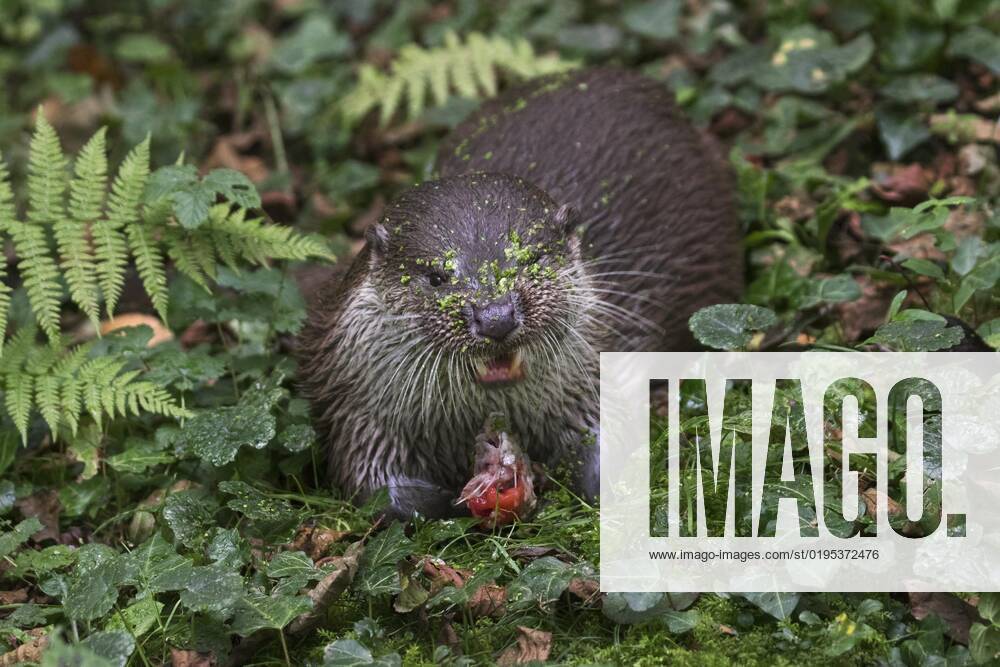 Europäischer Flussotter (Lutra lutra) frisst gefangenen Fisch im Wald