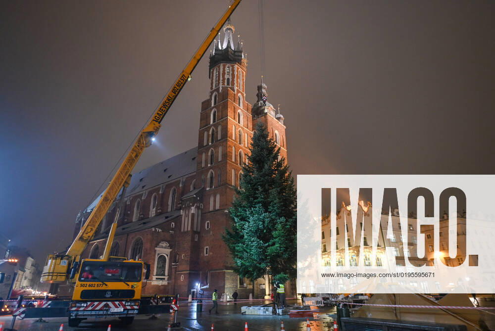 Beautiful Christmas Tree Has Appeared On Krakow Market Square The spruce is lifted by a crane from the truck to the place where it will stand as a Christmas tree in Krakow s Market Square. Christmas is fast approaching. Christmas mood came to Krakow this evening with the arrival and the installation of a 15-metre-high spruce tree that will shine with lights this Saturday as the largest and most beautiful Christmas tree in the city. On Wednesday, November 30, 2022, in Krakow, Lesser Poland Voivodeship, Poland. Krakow Poland