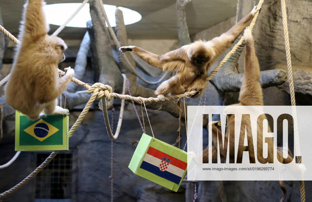 FIFA WM 2022, Orakel Gibbon Kent aus dem Zoo Zagreb tippt Brasilien gegen Kroatien Gibon Kent predicted Croatia s victory Gibon Kent at the ZOO in Zagreb predicted Croatia s victory in the match against Brazil at the FIFA World Cup in Zagreb, Croatia on December 9, 2022. SlavkoxMidzor PIXSELL