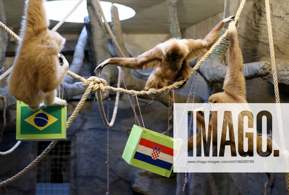 FIFA WM 2022, Orakel Gibbon Kent aus dem Zoo Zagreb tippt Brasilien gegen Kroatien Gibon Kent predicted Croatia s victory Gibon Kent at the ZOO in Zagreb predicted Croatia s victory in the match against Brazil at the FIFA World Cup in Zagreb, Croatia on December 9, 2022. SlavkoxMidzor PIXSELL