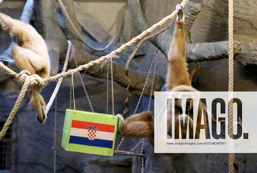 FIFA WM 2022, Orakel Gibbon Kent aus dem Zoo Zagreb tippt Brasilien gegen Kroatien Gibon Kent predicted Croatia s victory Gibon Kent at the ZOO in Zagreb predicted Croatia s victory in the match against Brazil at the FIFA World Cup in Zagreb, Croatia on December 9, 2022. SlavkoxMidzor PIXSELL