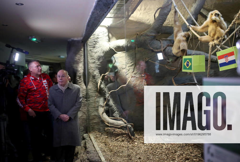 FIFA WM 2022, Orakel Gibbon Kent aus dem Zoo Zagreb tippt Brasilien gegen Kroatien Gibon Kent predicted Croatia s victory Gibon Kent at the ZOO in Zagreb predicted Croatia s victory in the match against Brazil at the FIFA World Cup in Zagreb, Croatia on December 9, 2022. SlavkoxMidzor PIXSELL