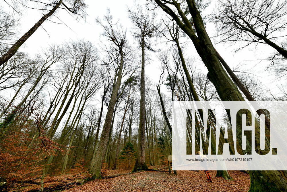 Höchster Baum in Berlin Blick am 1. Januar 2023 auf den höchsten Baum in Berlin (Bildmitte) Die Lärche hat eine Höhe von etwas über 42 Metern und steht im Tegeler Forst in Berlin Tegel. Berlin Tegel Reinickendorf Berlin Deutschland _JK10408
