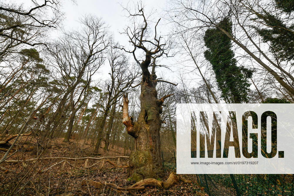 Höchster Baum in Berlin Blick am 1. Januar 2023 auf den ältesten Baum in Berlin, die Dicke Marie, im Tegeler Forst in Berlin Tegel. Berlin Tegel Reinickendorf Berlin Deutschland _JK10444