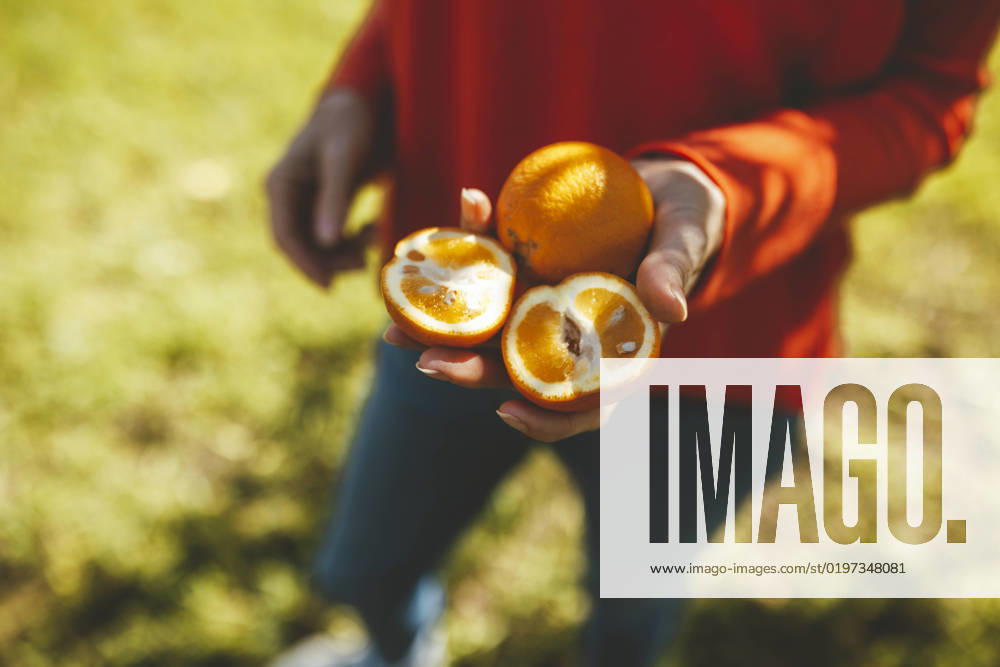Hand of mature woman holding orange fruits model released, Symbolfoto property released, JOSEF15594