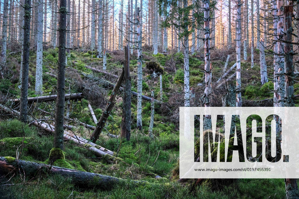 Abgestorbene Fichten stehen an Deutschlands ältester Talsperre, dem Oderteich im Nationalpark Harz. Die historische Talsperre ist von einem Rundwanderweg umgeben, der durch eine Moorlandschaft führt. Von diesem Weg aus kann man alle Fascetten des Wandels der Waldlandschaft erkennen. St. Andreasberg Niedersachsen Deutschland