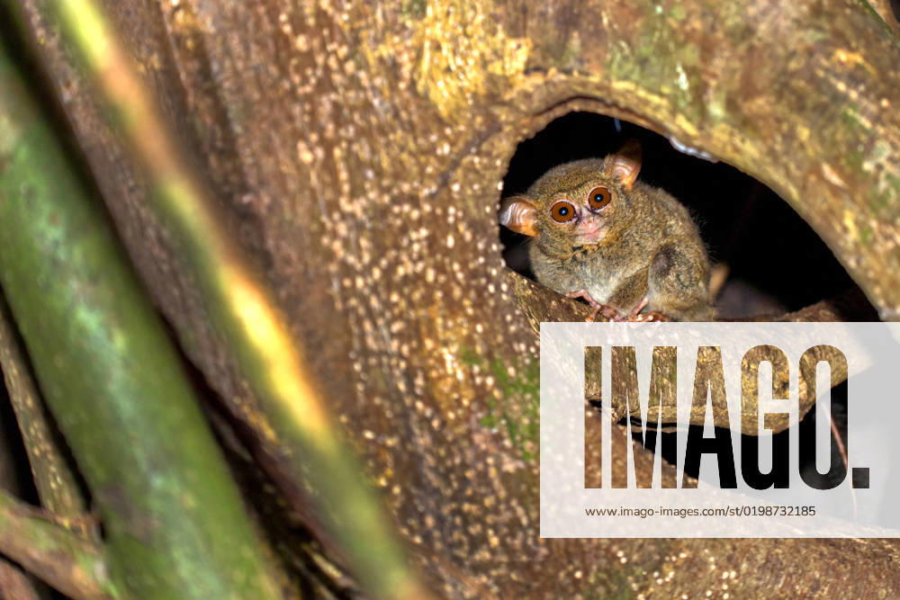 Natur, Tiere, Affe, Trockennasenprimaten, Koboldmaki, Tarsiidae Spectral Tarsier, Tangkoko Nature Reserve, Indonesia Tarsier, Spectral Tarsier, Tarsius tarsier, Tangkoko Nature Reserve, North Sulawesi, Indonesia, Asia