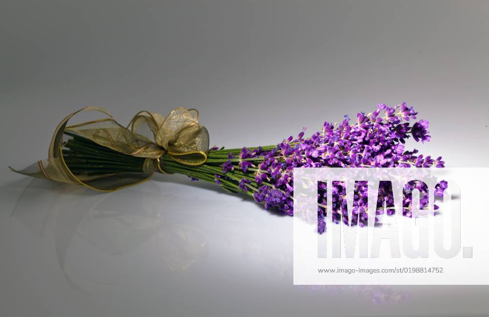 Lavendel, Schmalblaettriger Lavendel, Echter Lavendel (Lavandula angustifolia, Lavandula officinalis), Bund Lavendel English lavender (Lavandula angustifolia, Lavandula officinalis), bundle of lavender BLWS678582