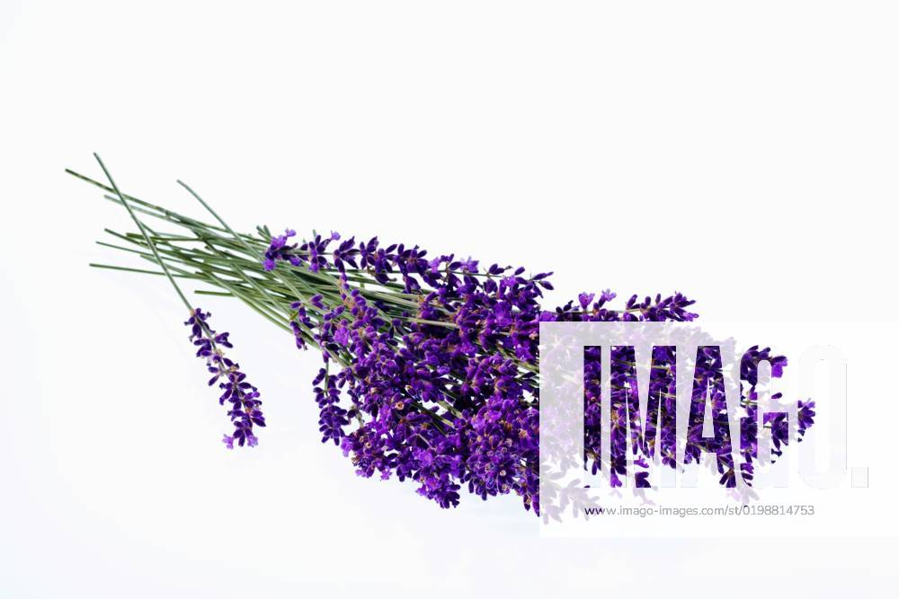 Lavendel, Schmalblaettriger Lavendel, Echter Lavendel (Lavandula angustifolia, Lavandula officinalis), Bund Lavendel, Freisteller English lavender (Lavandula angustifolia, Lavandula officinalis), bundle of lavender, cutout BLWS678583