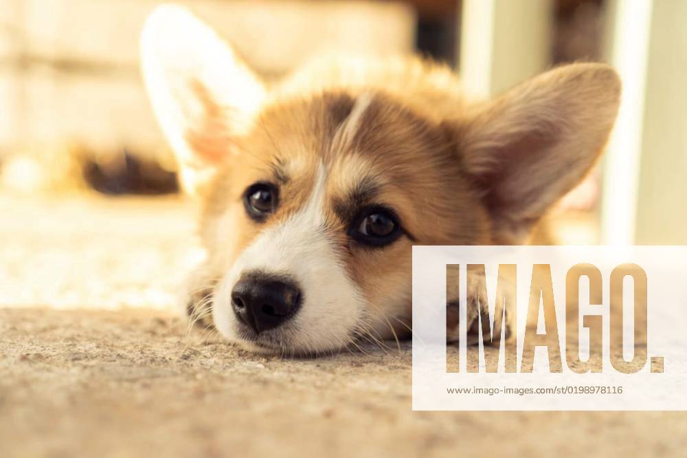 Tired little corgi dog lie on ground outdoors with sad eyes. Closeup photo. Fluffy puppy rest in house yard on sunny day, Tired little corgi dog lie on ground outdoors with sad eyes. Closeup photo. Purebred pet, domestic animal, beautiful dog breed with big prick ears. Fluffy puppy rest in house yard on sunny day., Tired little corgi dog lie on ground outdoors with sad eyes. Closeup photo. Purebred pet, domestic animal, beautiful dog breed with big prick ears. Fluffy puppy rest in house yard on sunny day., 01.12.2022,