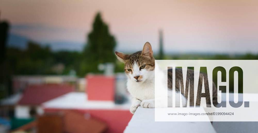 IMAGO Kreativ: Urbane Kultur - Sommer auf den Dächern Adult tabby, mixed breed cat, resting on a high rooftop., Adult tabby, mixed breed cat, resting on a high rooftop., Adult tabby, mixed breed cat, resting on a high rooftop., 17.12.2022,