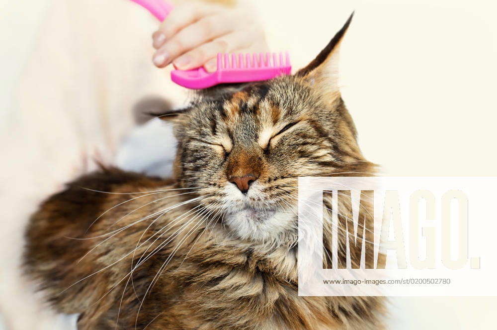Cat grooming. Stroking cat , 33200518.jpg, cat, care, kitten, combing, kitty, caress, feline, pet, pussy, pussycat, animal, kindness