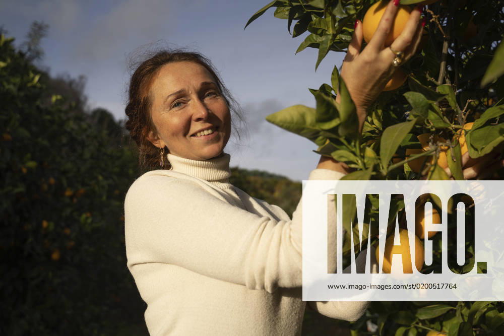 Smiling farmer picking fresh oranges from tree in orchard model released, Symbolfoto property released, NJAF00152