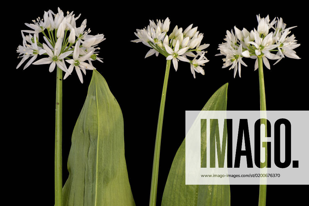 Wilder Knoblauch, Waldknoblauch, Baer-Lauch, Baerlauch, Baeren-Lauch, Baerenlauch, Waldknoblauch, Wald-Knoblauch (Allium ursinum), Baerlauchblueten vor schwarzem Hintergrund, Deutschland ramson, buckrams, wild garlic, broad-leaved garlic, wood garlic, bear leek, bear s garlic (Allium ursinum), flowers against black background, Germany, Bavaria BLWS678602