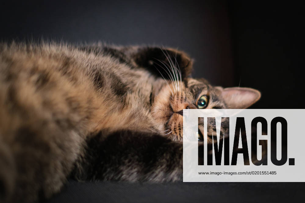 A portrait of a brown tabby domestic cat lying comfortably on its back and looking at the camera