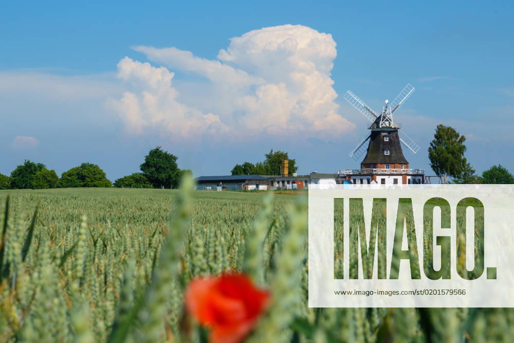 An old windmill stands behind a grain field in mecklenburg and the sky is blue