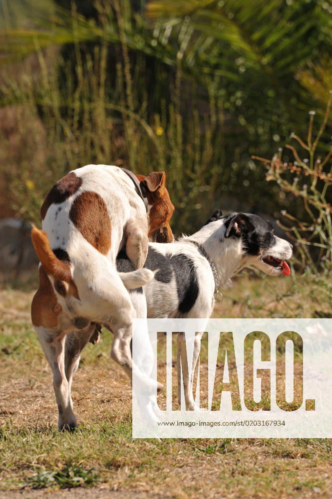 Two purebred jack russel terrier making love in a garden