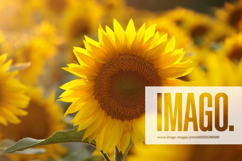 Sunflower Sunflower - Helianthus annuus at sunset