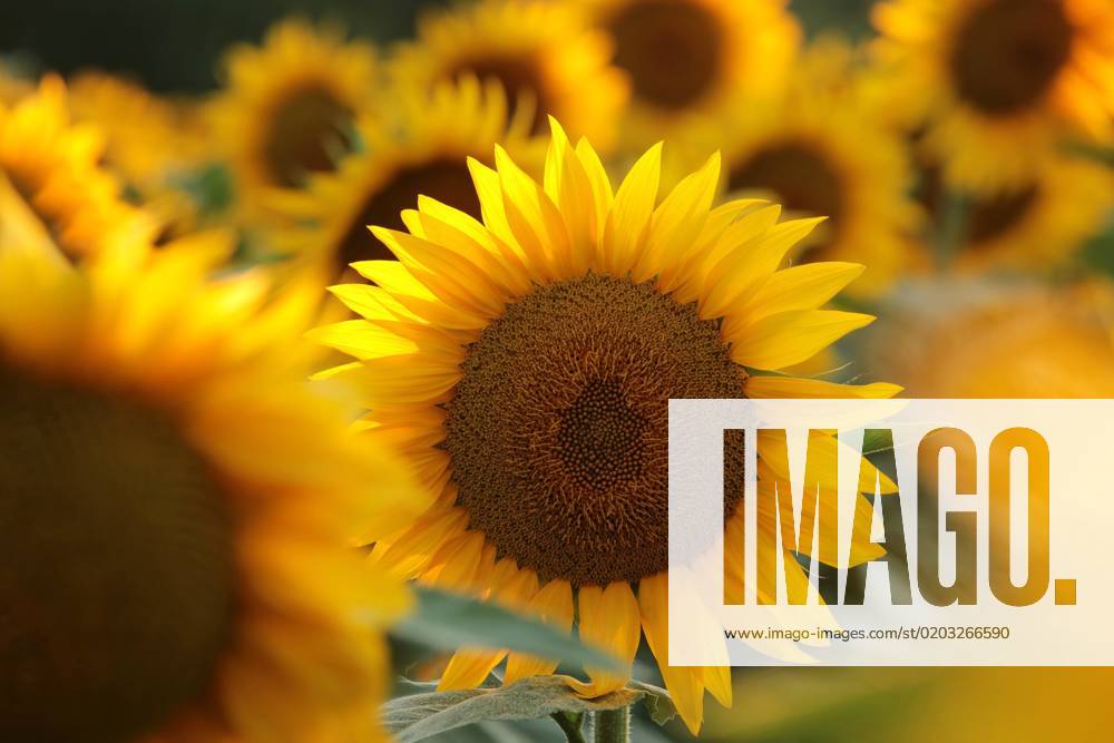 Sunflower Sunflower - Helianthus annuus at sunset