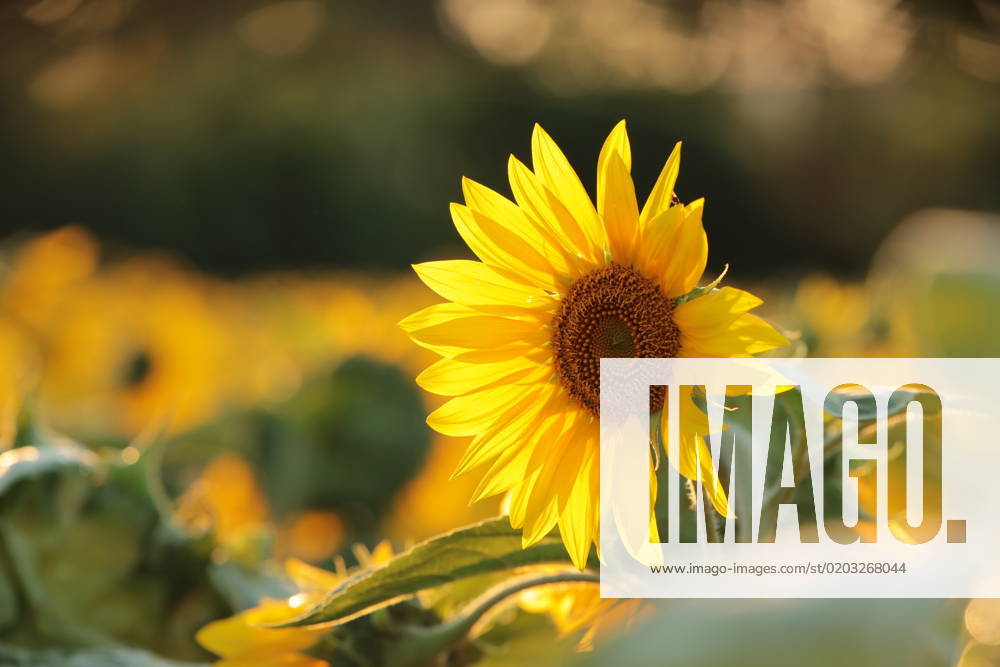 Sunflower Sunflower - Helianthus annuus at sunset