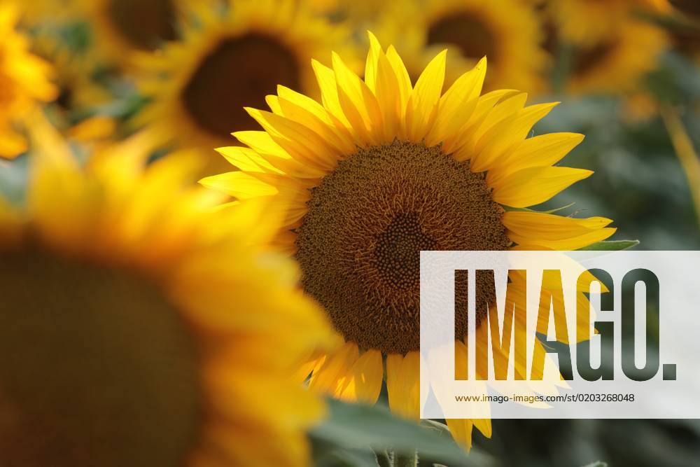 Sunflower Sunflower - Helianthus annuus at sunset