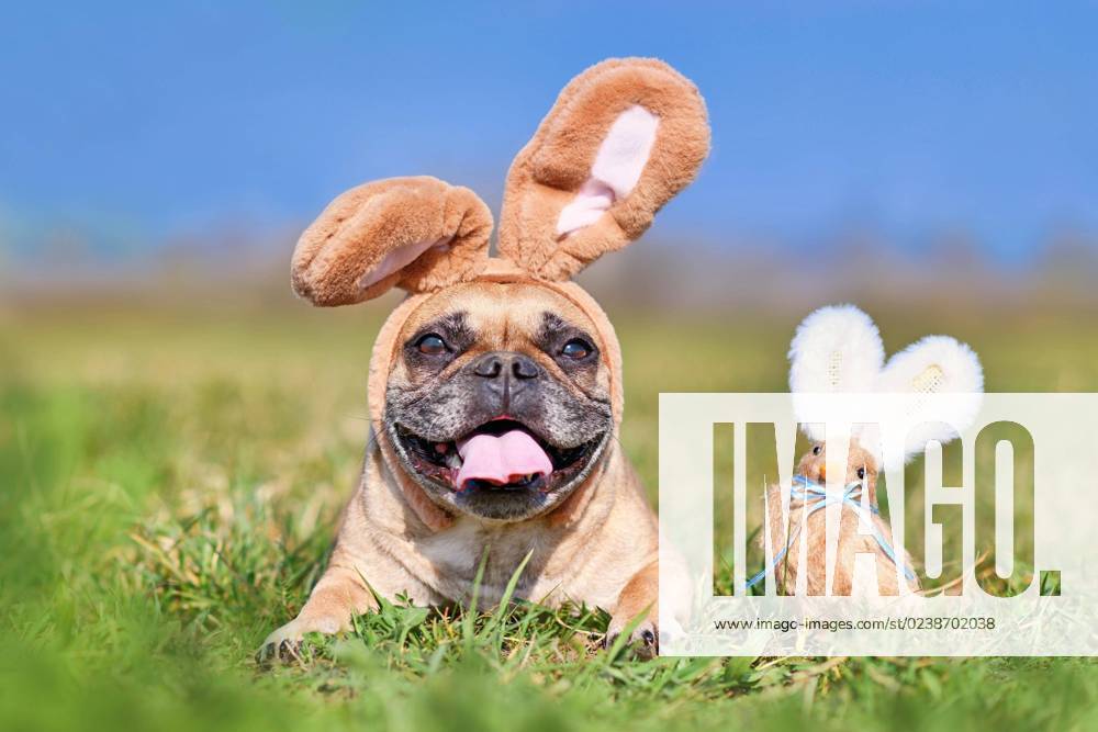 Frohe Ostern Französische Bulldogge Hund mit Kaninchen Kostüm Ohren neben Dekoration Huhn
