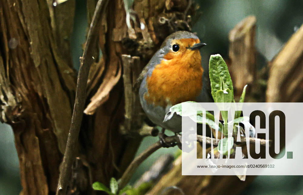 Tierwelt im Garten, Muenchen, im Bild: Rotkehlchen