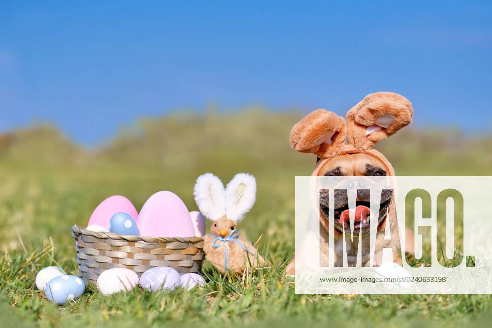 Frohe Ostern Französische Bulldogge Hund mit Kaninchen Kostüm Ohren neben Ostereier