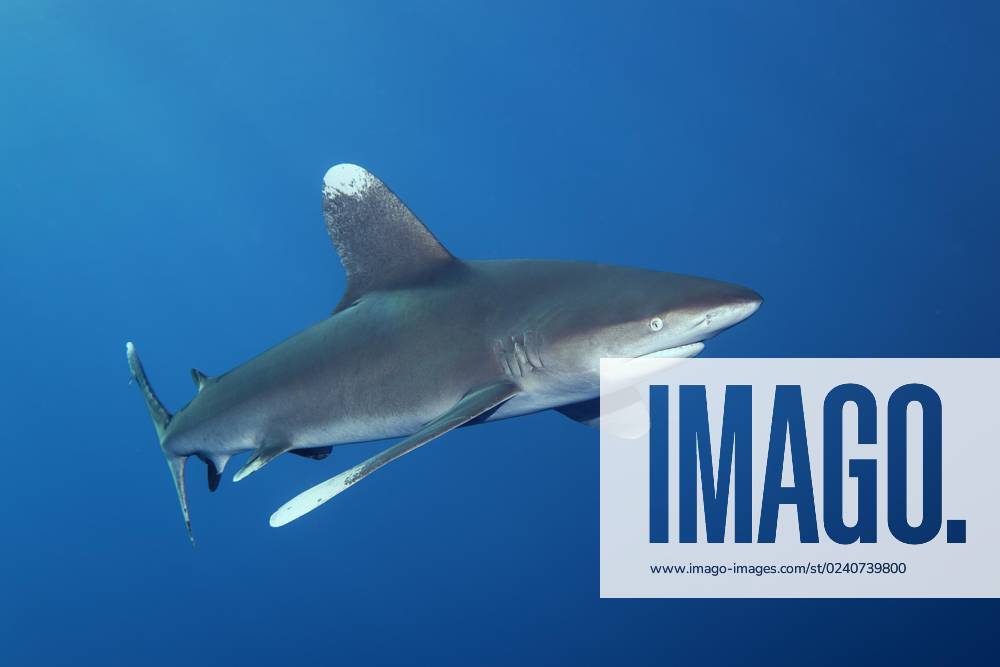 Weißspitzen-Hochseehai (Carcharhinus longimanus), schwimmt im offenen Meer, Rotes Meer, Daedalus Riff, Marsa Alam, Ägypten, Afrika