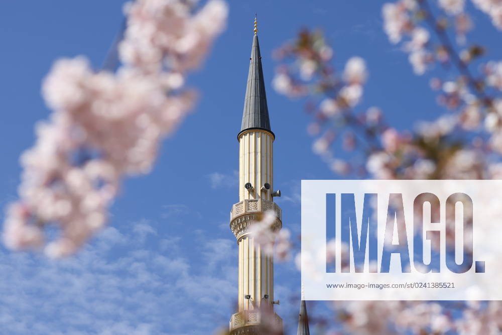 RUSSIA, GROZNY - APRIL 3, 2023: A view of cherry blossom with a minaret of the Heart of Chechnya Mosque behind in central Grozny, Chechnya, in spring. Yelena Afonina TASS 58215026