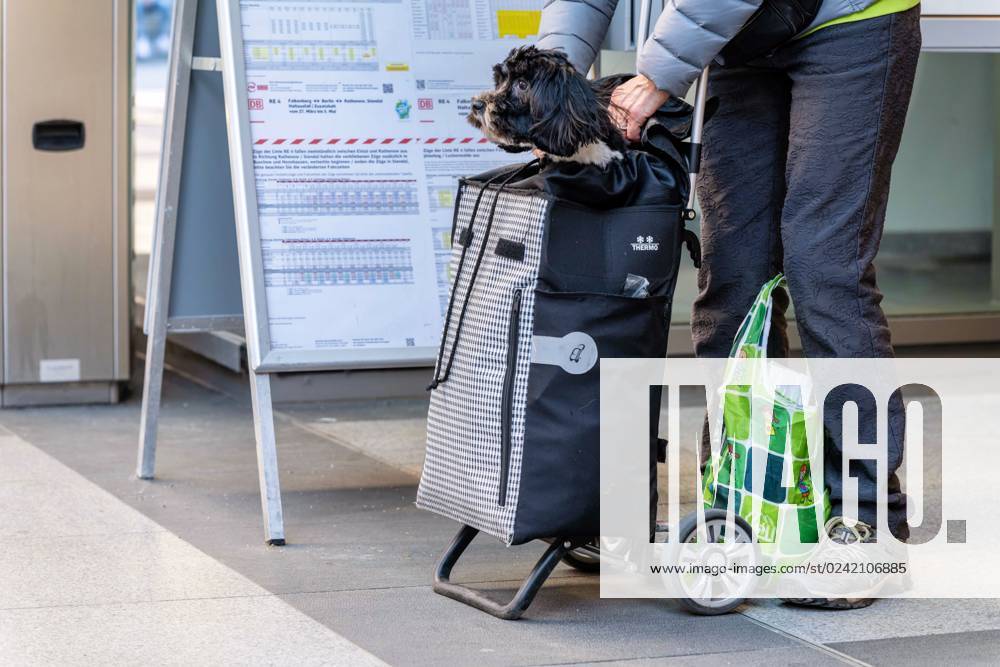 Berlin,Deutschland,Bahnhof Südkreuz,ein Hund geht auf Reisen in einem Einkaufstrolley