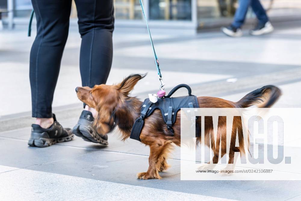 Berlin,Deutschland,Bahnhof Südkreuz,ein Hund schüttelt sich