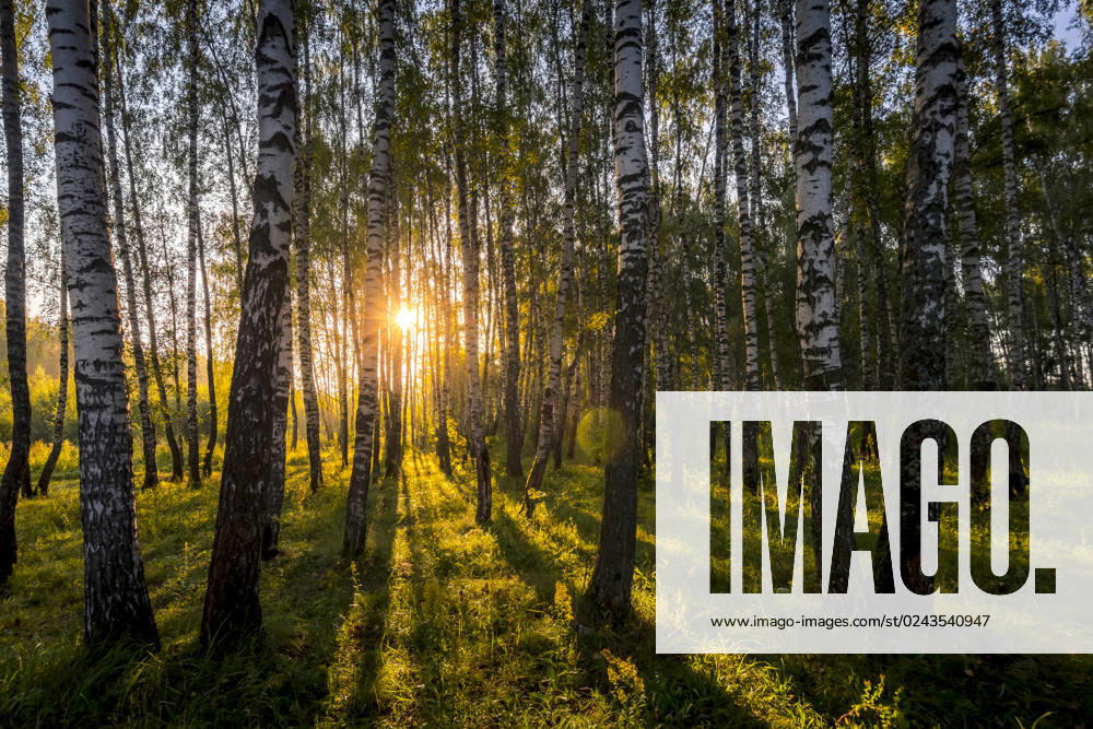 IMAGO Creative, Sommer, Schatten-Plätze bei Hitze A scene of sunrise in a birch forest on a sunny summer morning with fog. Landscape. , 32594396.jpg, birch, forest, sunrise, fog, mist, white, grove, park, green, nature, smoke, leaf, summer, beauty, background, evening, morning, season, landscape, life, wood, environment, tree, trunk, bark, fresh, sunlight, black, plant, outdoors, day, grass, scene, russia, beautiful, shadows, natural, light, bright, blue, sky,