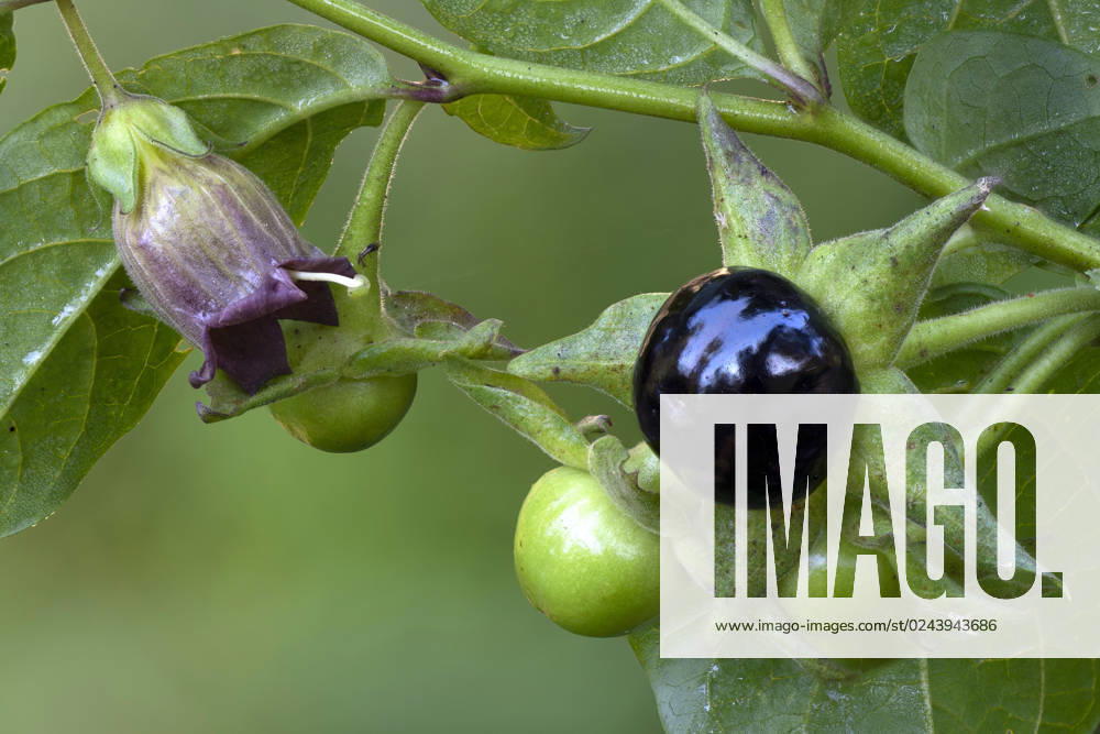 Tollkirsche, Toll-Kirsche, Schwarze Tollkirsche, Waldnachtschatten (Atropa bella-donna, Atropa belladonna), mit Bluete und Fruechten, Deutschland, Bayern deadly nightshade (Atropa bella-donna, Atropa belladonna), with flower and fruits, Germany, Bavaria BLWS684871