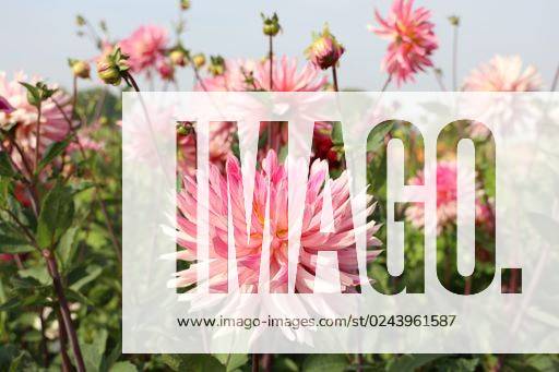 A green field with pink dahlia flowers on a sunny day *** einer Grün Feld mit Rosa Dahlie Blumen am einer sonnig Tag 18872640