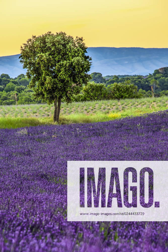 Lavendel, Schmalblaettriger Lavendel, Echter Lavendel (Lavandula angustifolia, Lavandula officinalis), bluehendes Lavendelfeld im Sommer, Frankreich, Provence, Valensole English lavender (Lavandula angustifolia, Lavandula officinalis), flowering lavender field in summer, France, Provence, Valensole BLWS684302