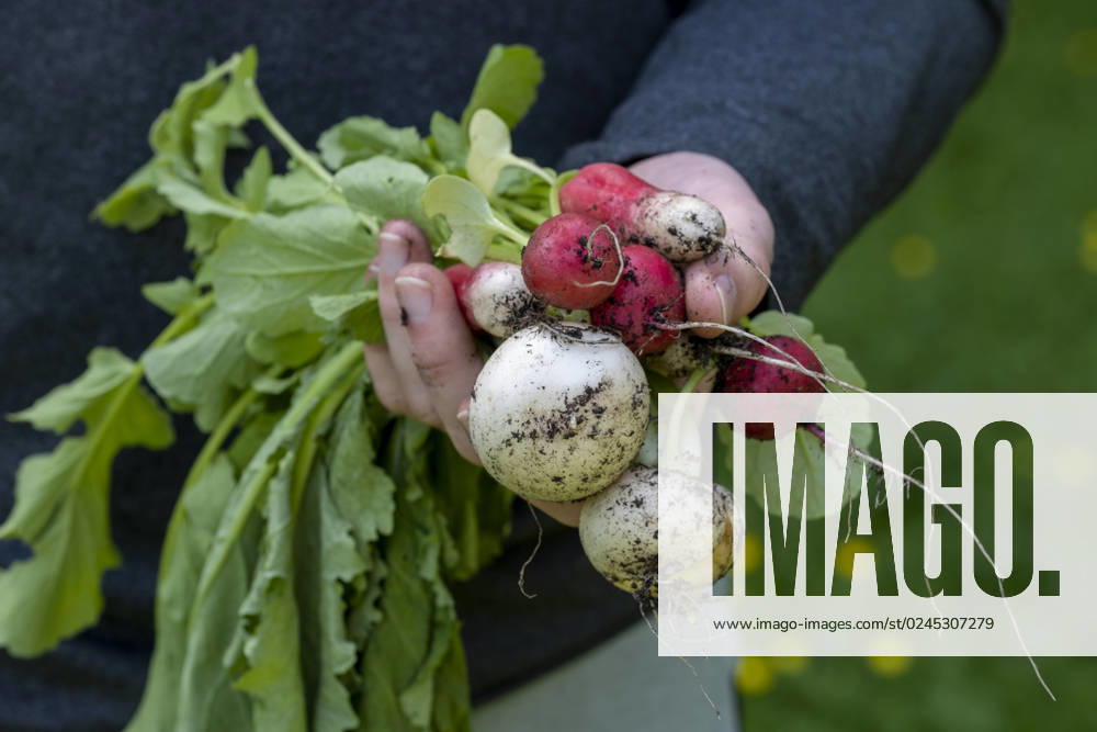 IMAGO Creative, Sommer, Food, Radieschen Young man holding freshly harvested radish at farm model released, Symbolfoto, LBF03787