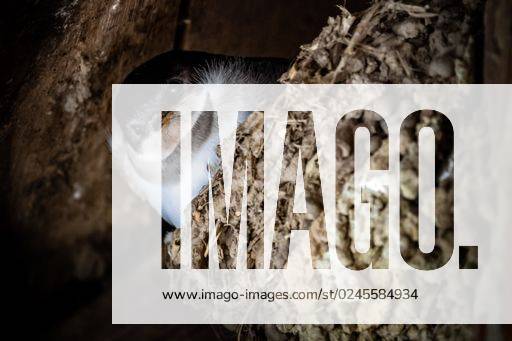 A closeup of a young common house martin looking out of the nest. *** einer closeupe des einer Jung Gemeine Haus Martin Schauen Raus des der einnisten 2720836