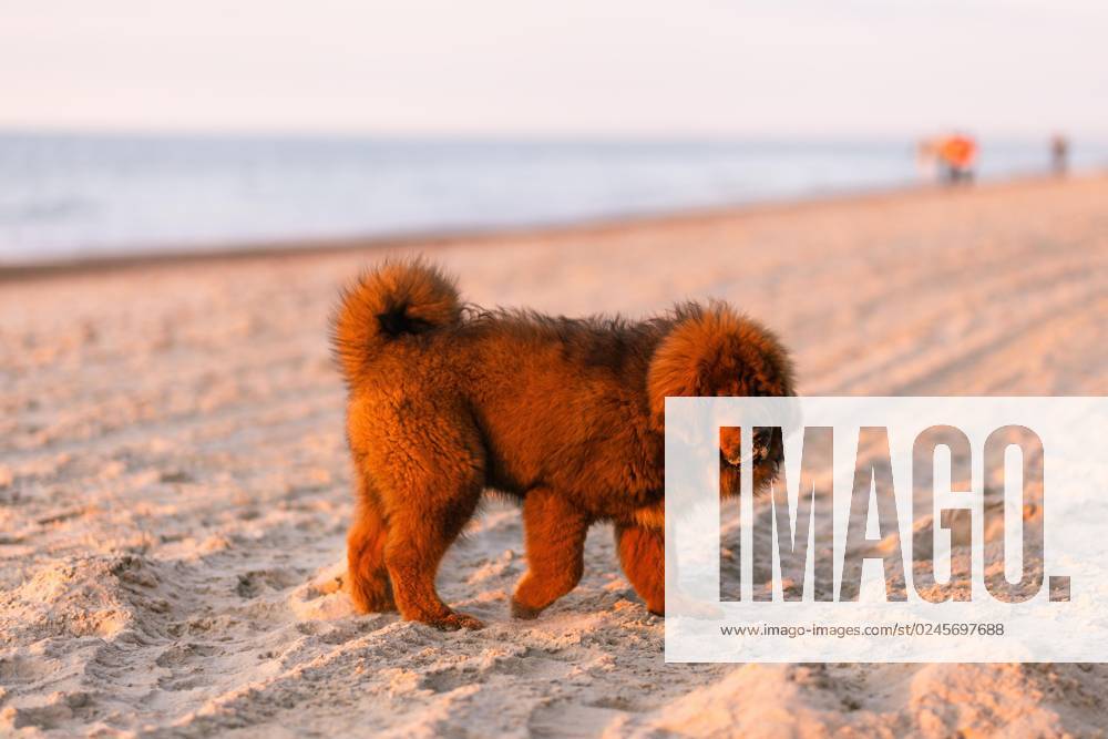 Chiwa roter tibetischer Mastiff Welpe am Strand