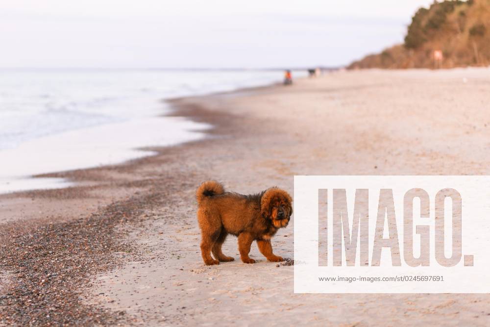 Chiwa roter tibetischer Mastiff Welpe am Strand