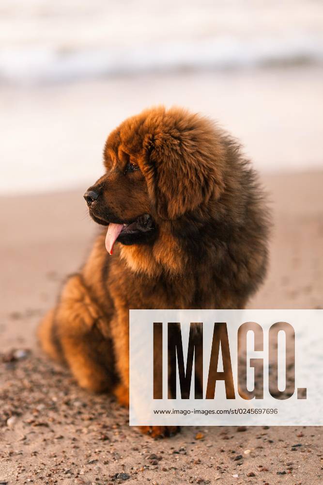 Chiwa roter tibetischer Mastiff Welpe am Strand